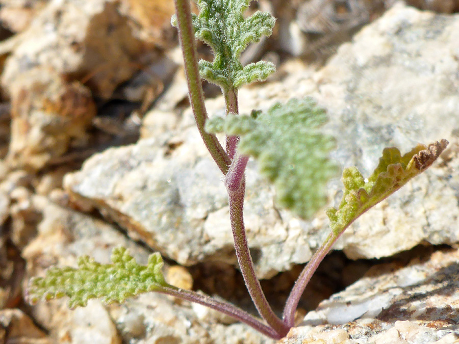 Basal leaves