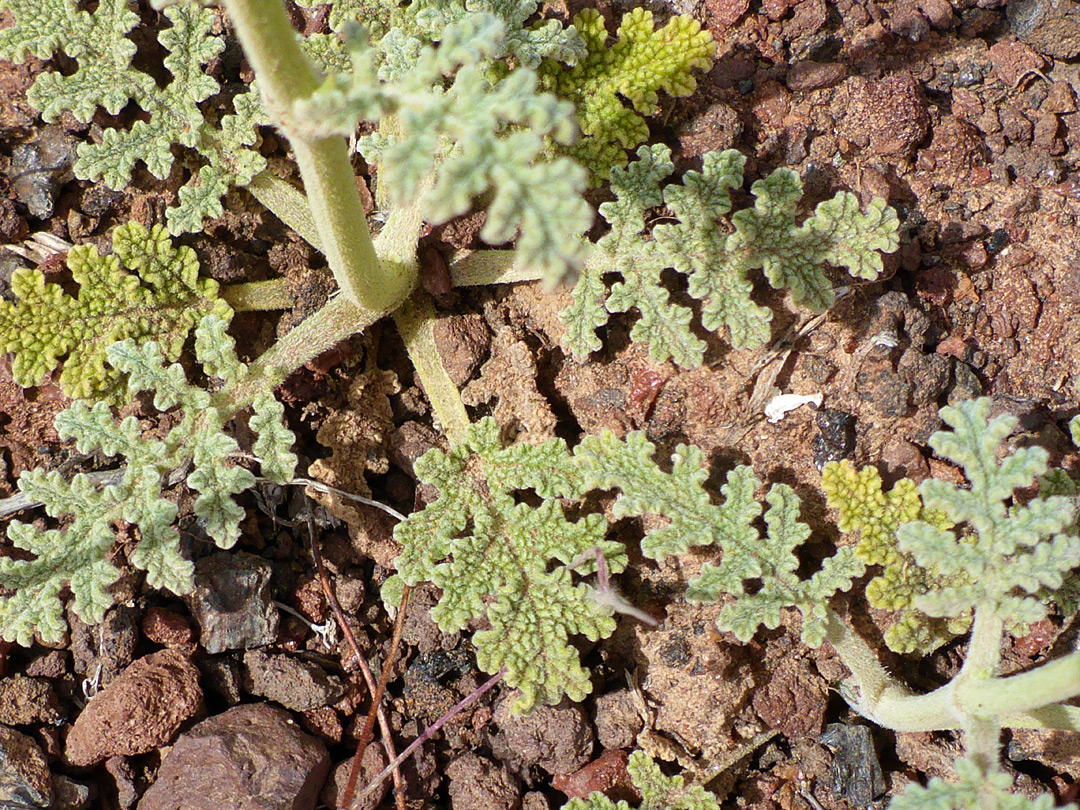 Basal leaves