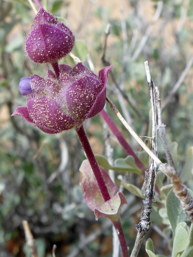 Emerging bud