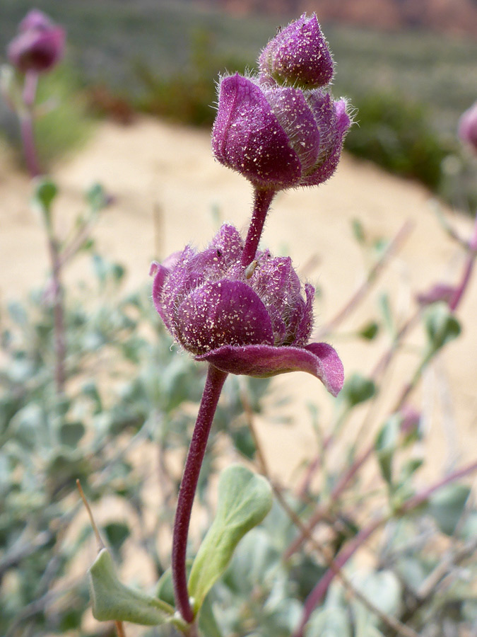 Purple bracts