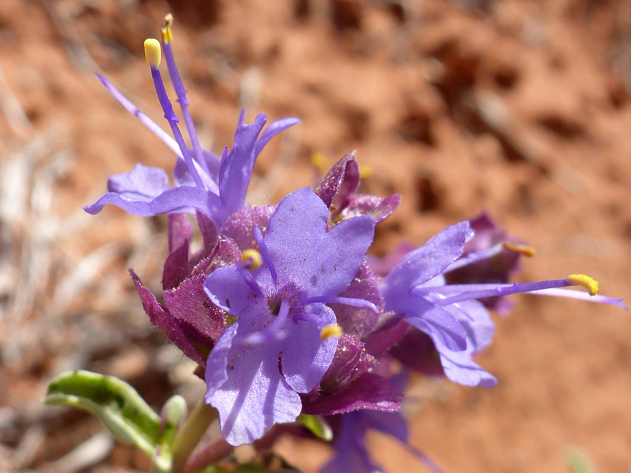 Purple stamens