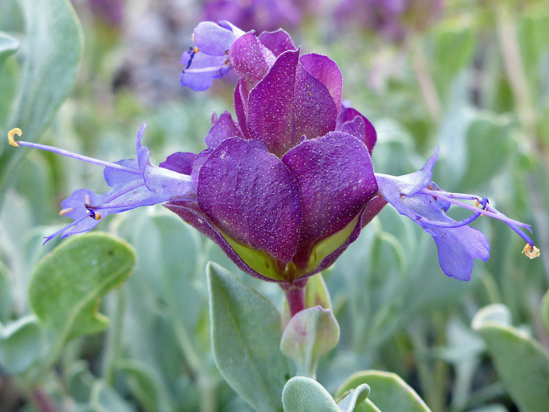 Three flowers