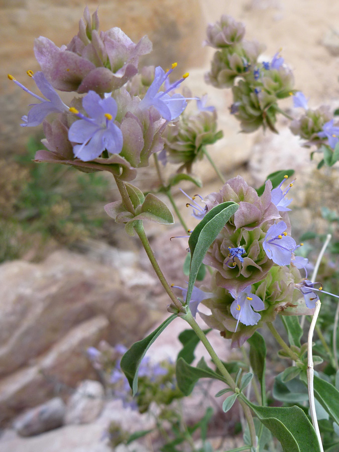 Flowers and leaves