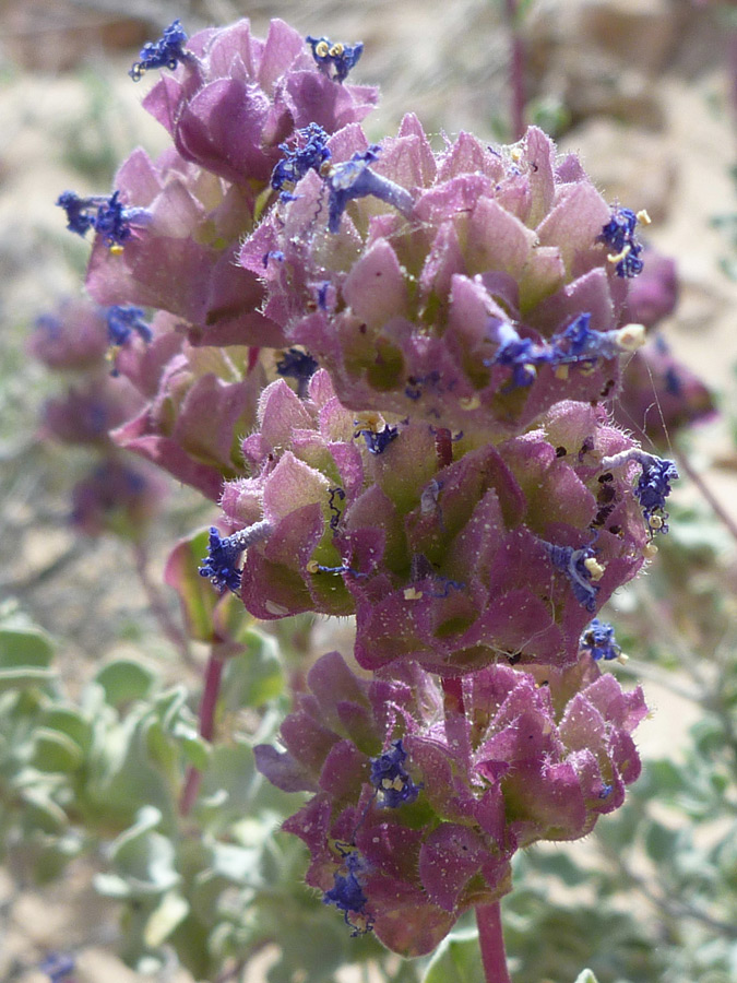 Blue-purple flowers