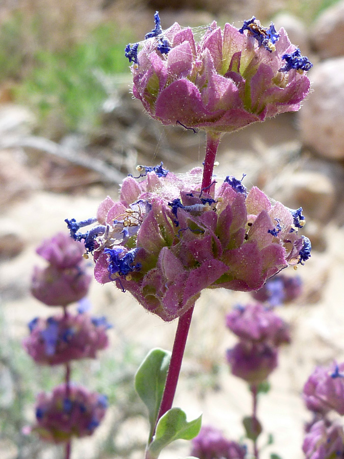 Withering flowers