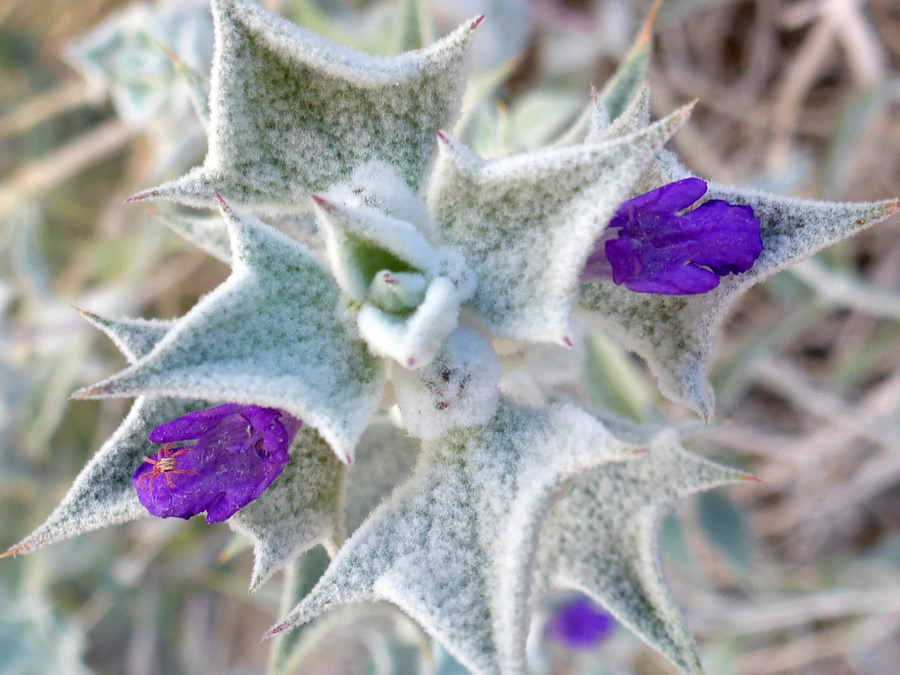 Two purple flowers