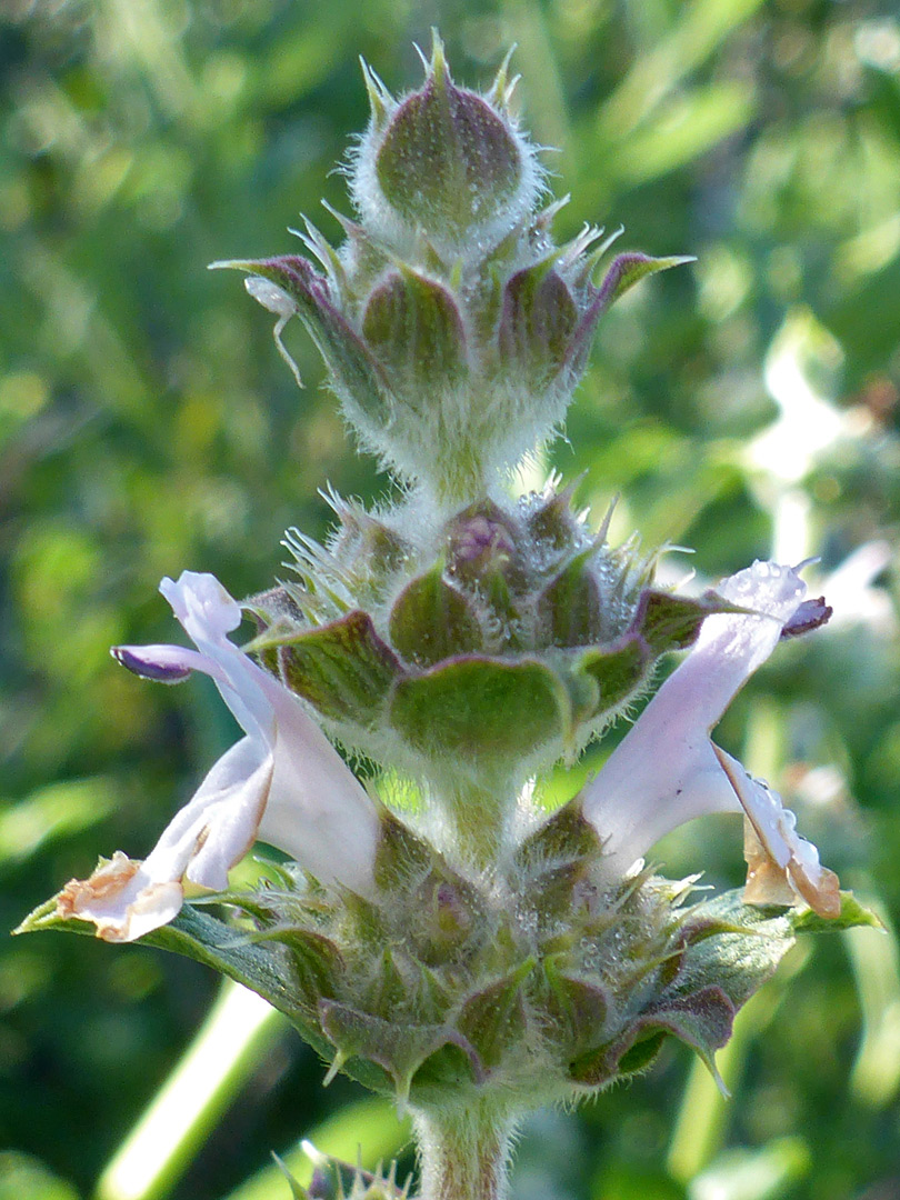 Whorled inflorescence