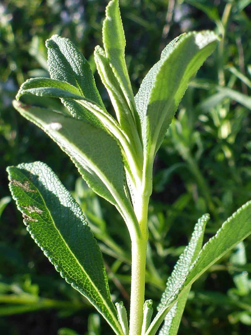 Hairless leaves