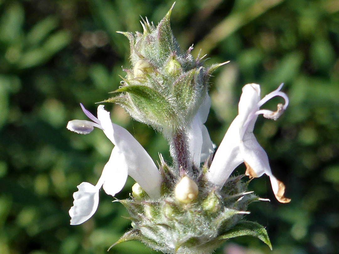 Three white flowers