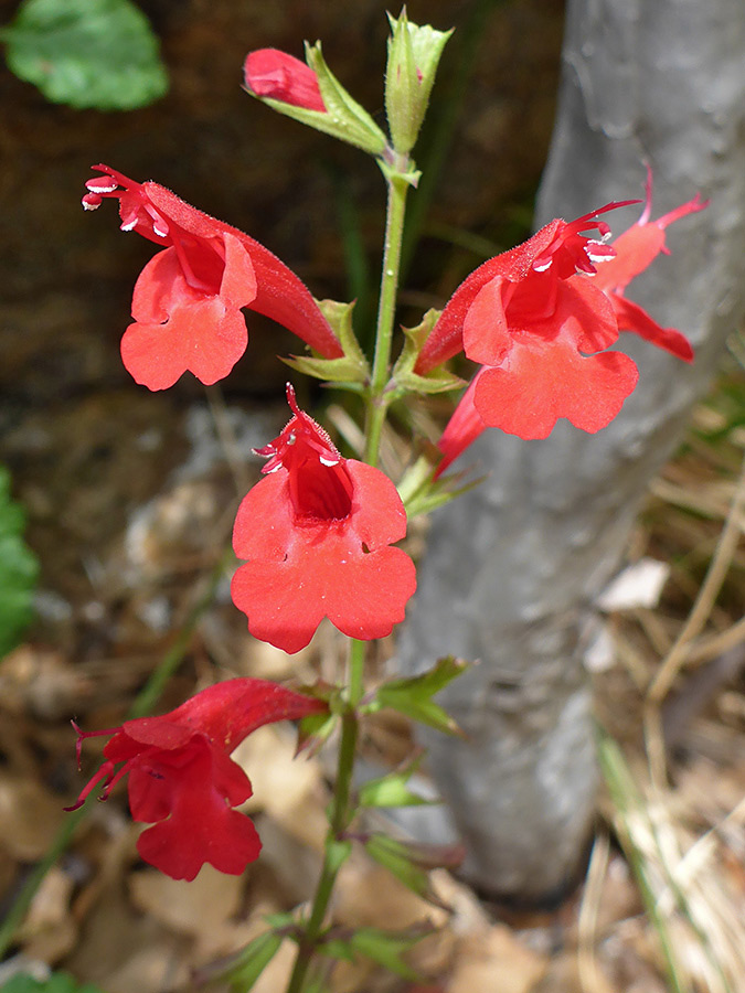 Red flowers