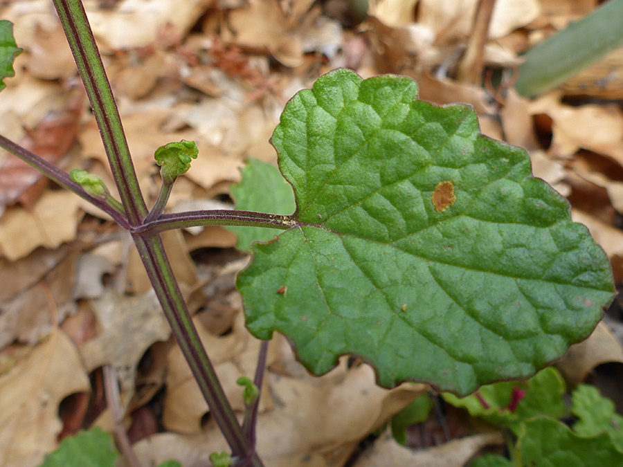 Wavy-edged leaf