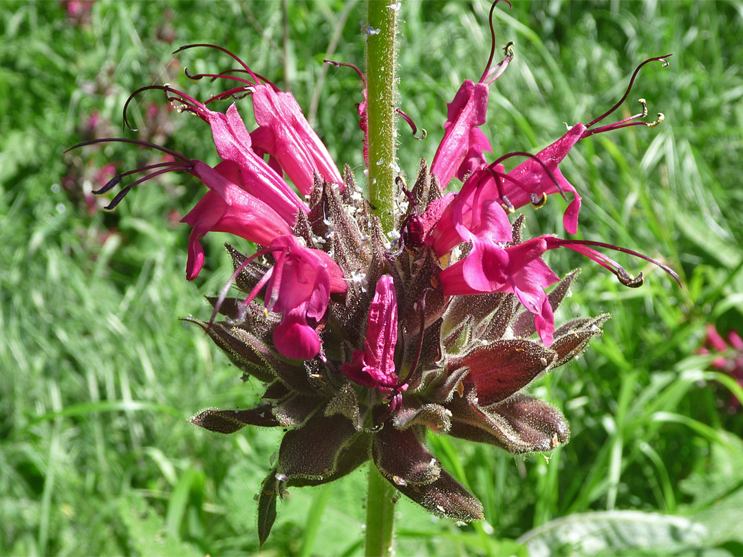 Complex flower cluster