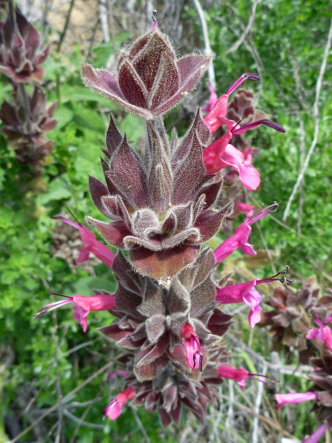 Top of a stem