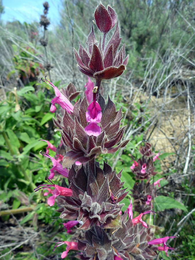 Bracts and flowers