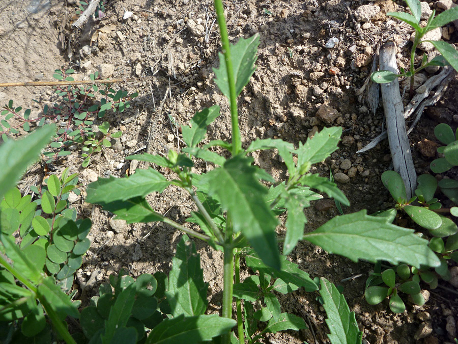 Toothed leaves