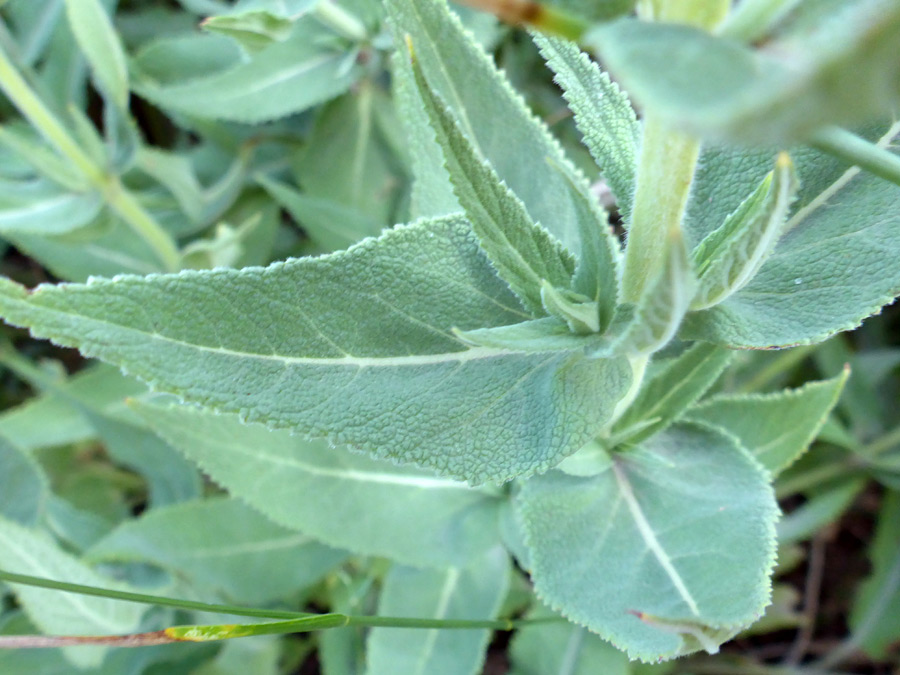 Grey-green leaves