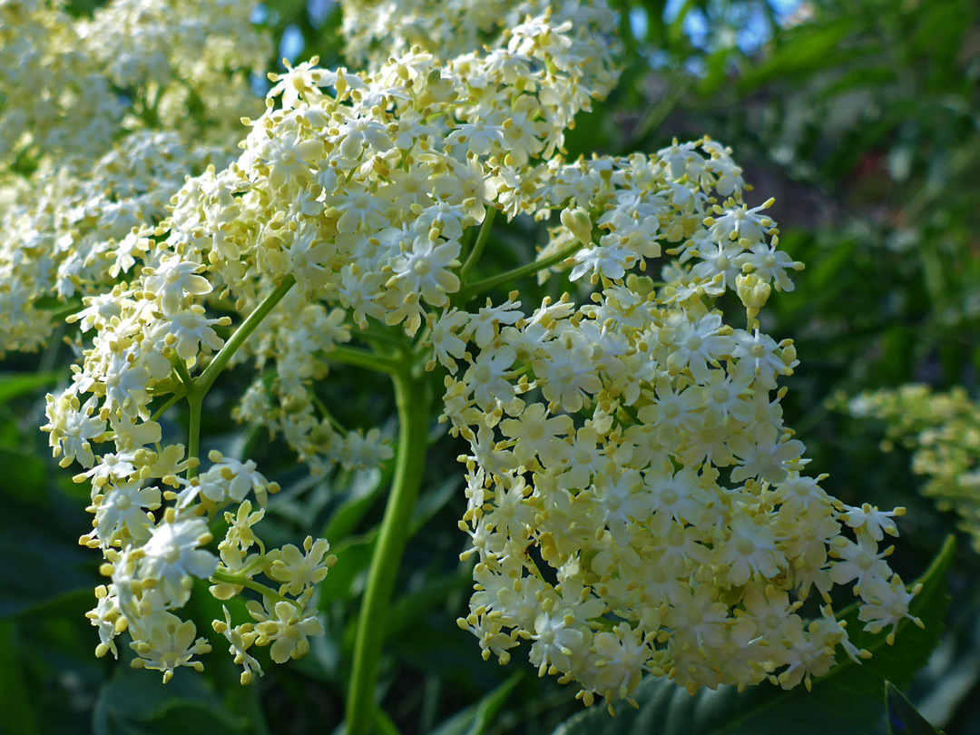 Yellowish-white flowers