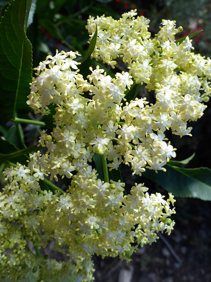 Small, five-petalled flowers