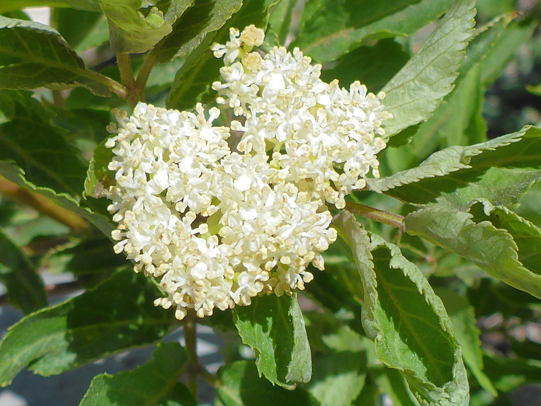 Dense flower cluster