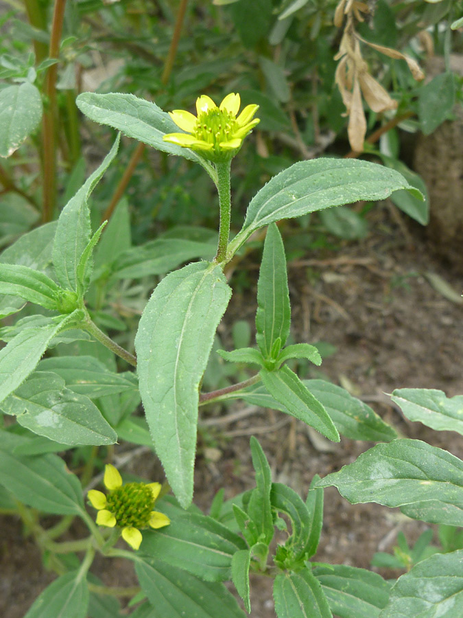 Leaves