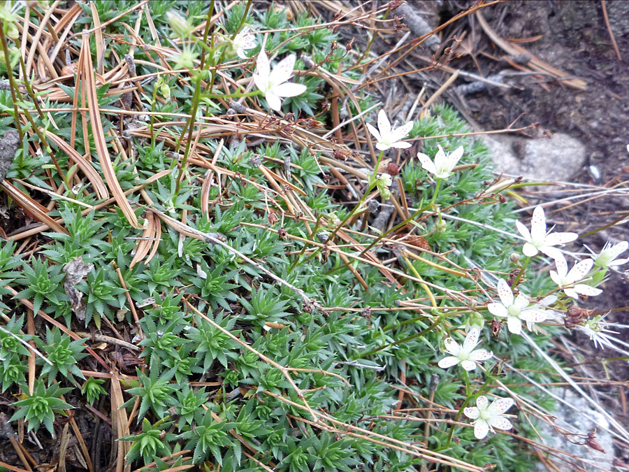 Leaf rosettes