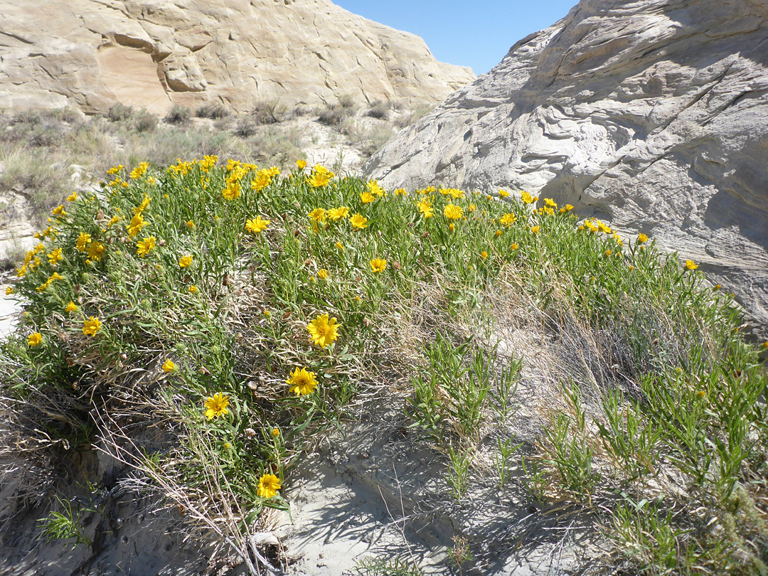 Large group of plants