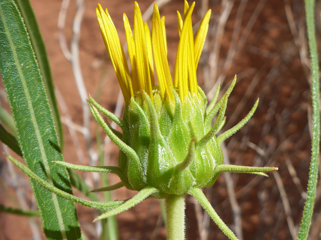 Spreading phyllaries