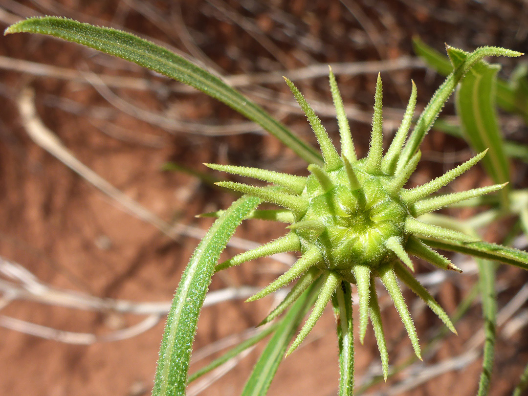 Immature flowerhead