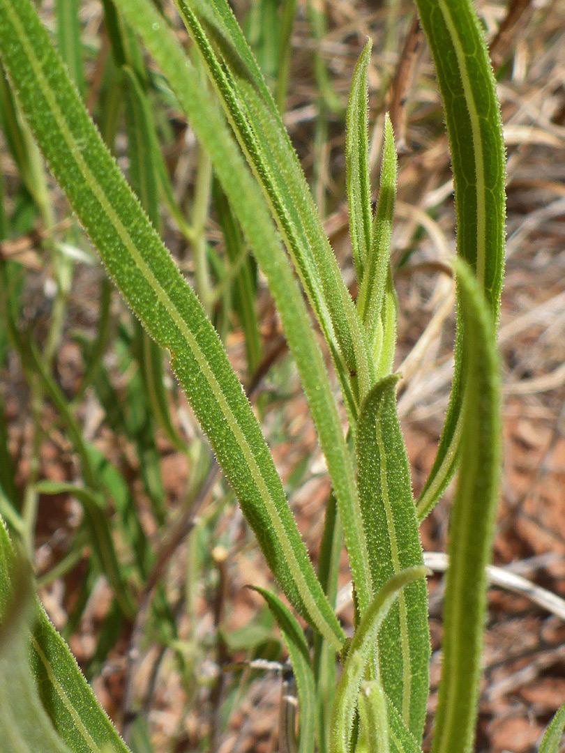 Linear leaves