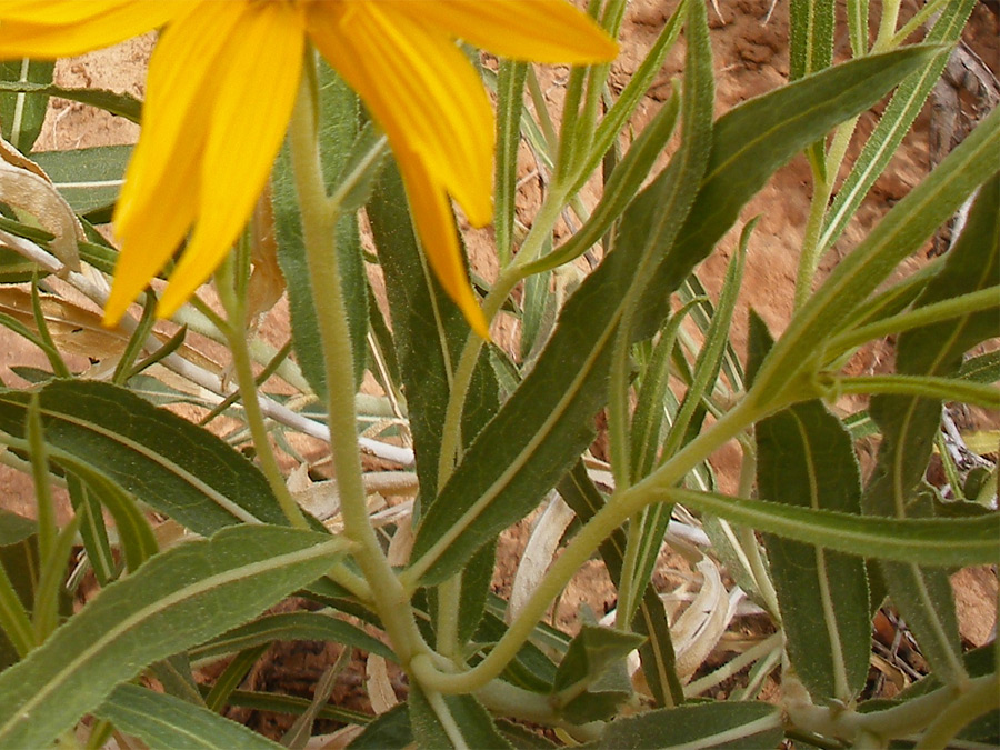 Serrate leaf margins