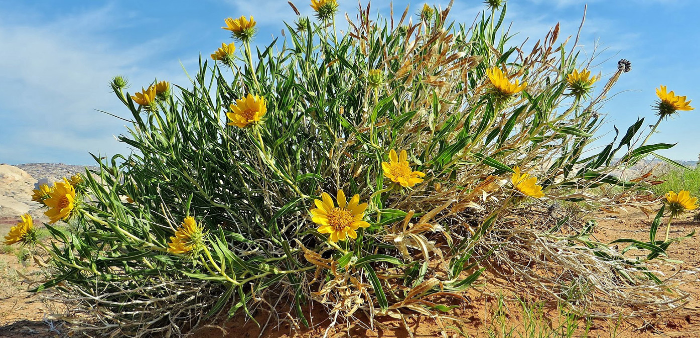 Large plant