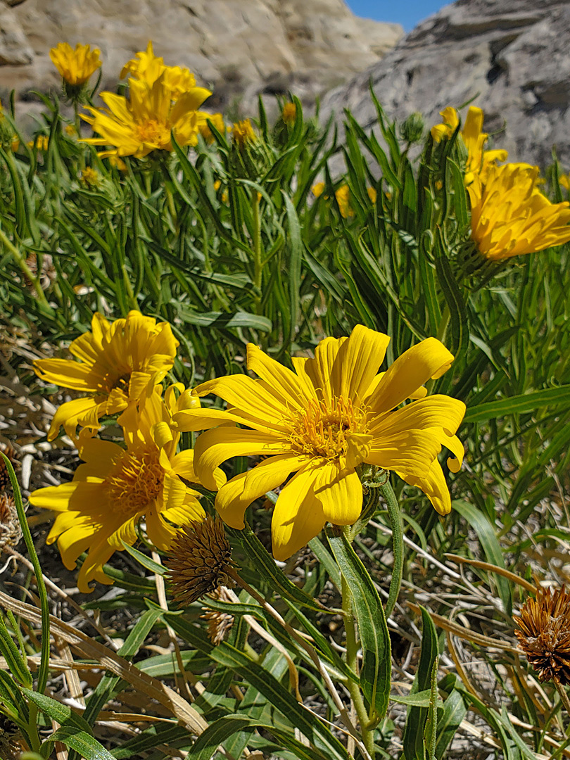 Leaves and flowerheads