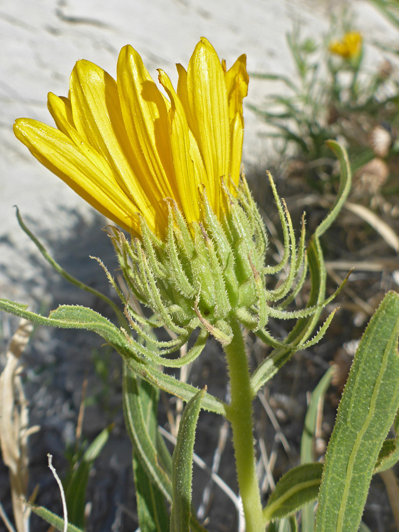 Phyllaries and florets