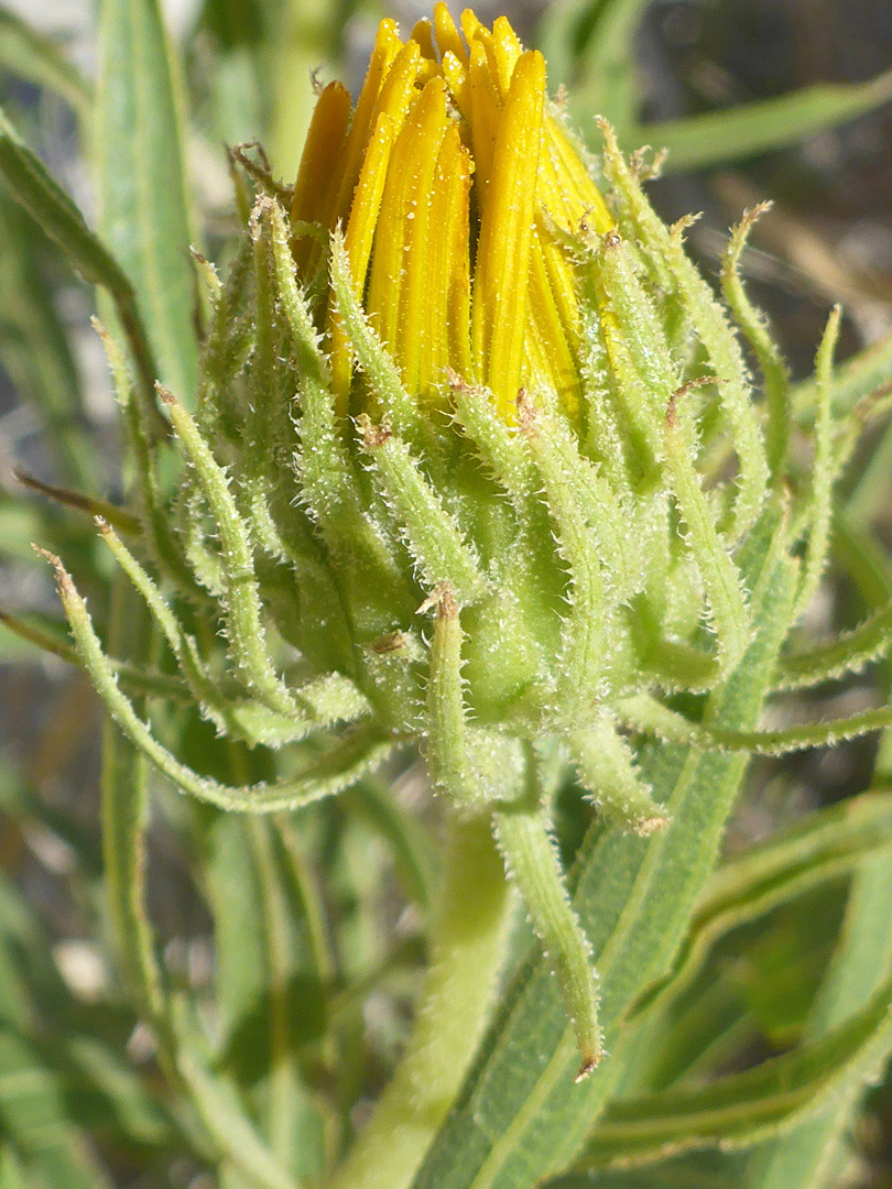 Bristly phyllaries