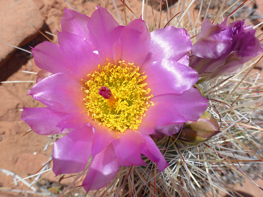 Fully-open flower