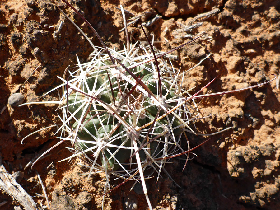 Dark central spines