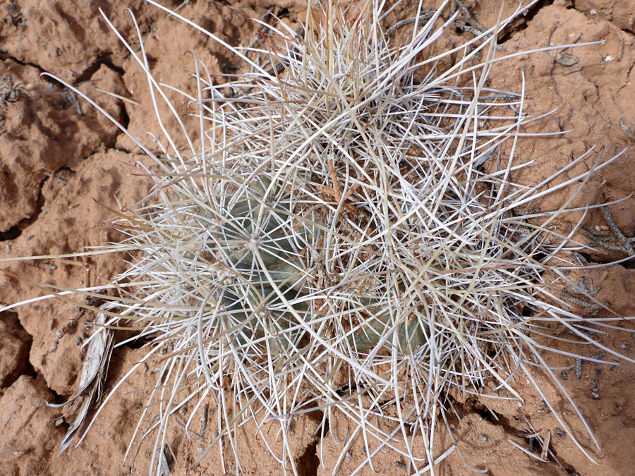 Spiny cluster