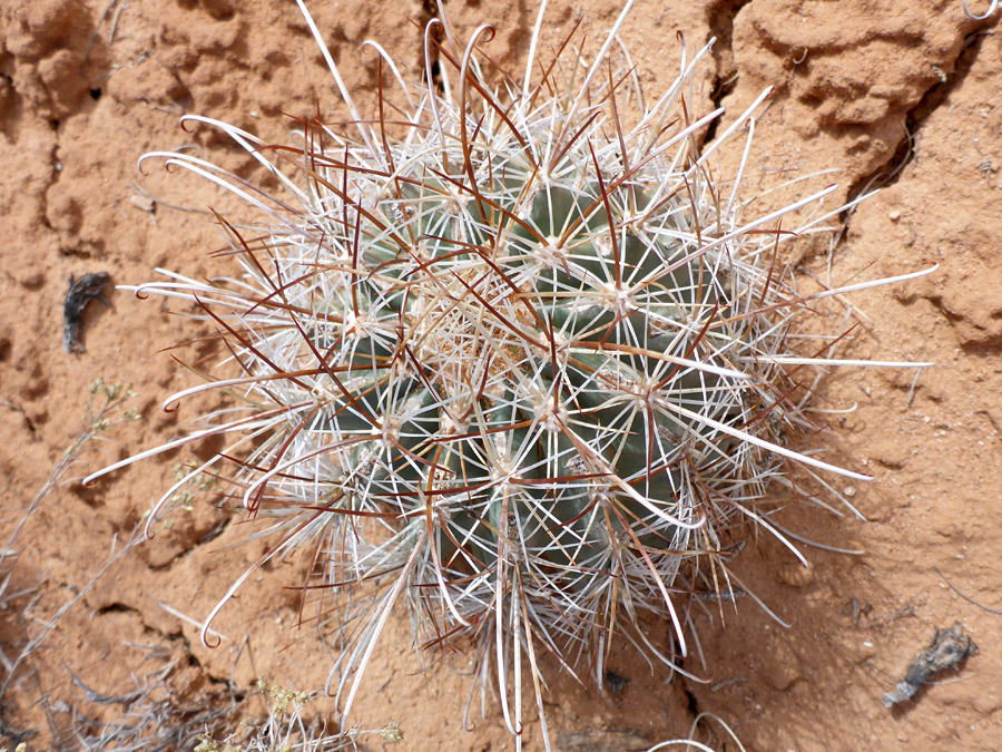 White and brown spines