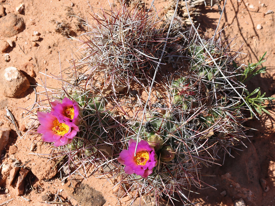 Group of stems