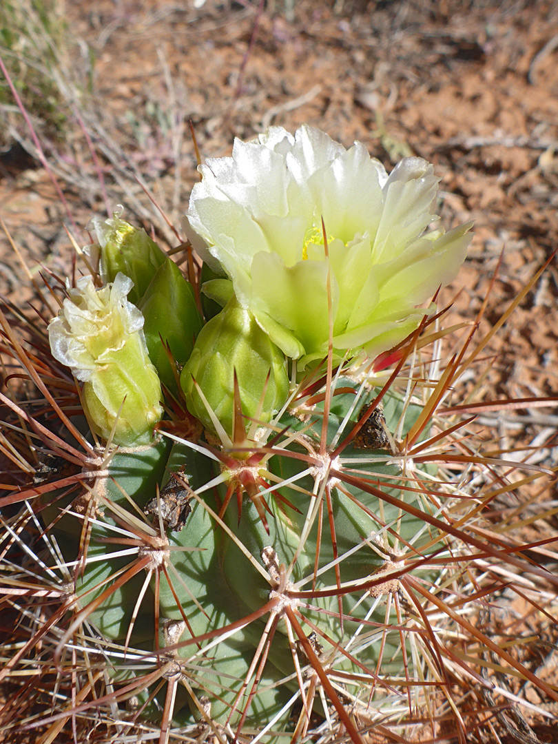 Reddish spines