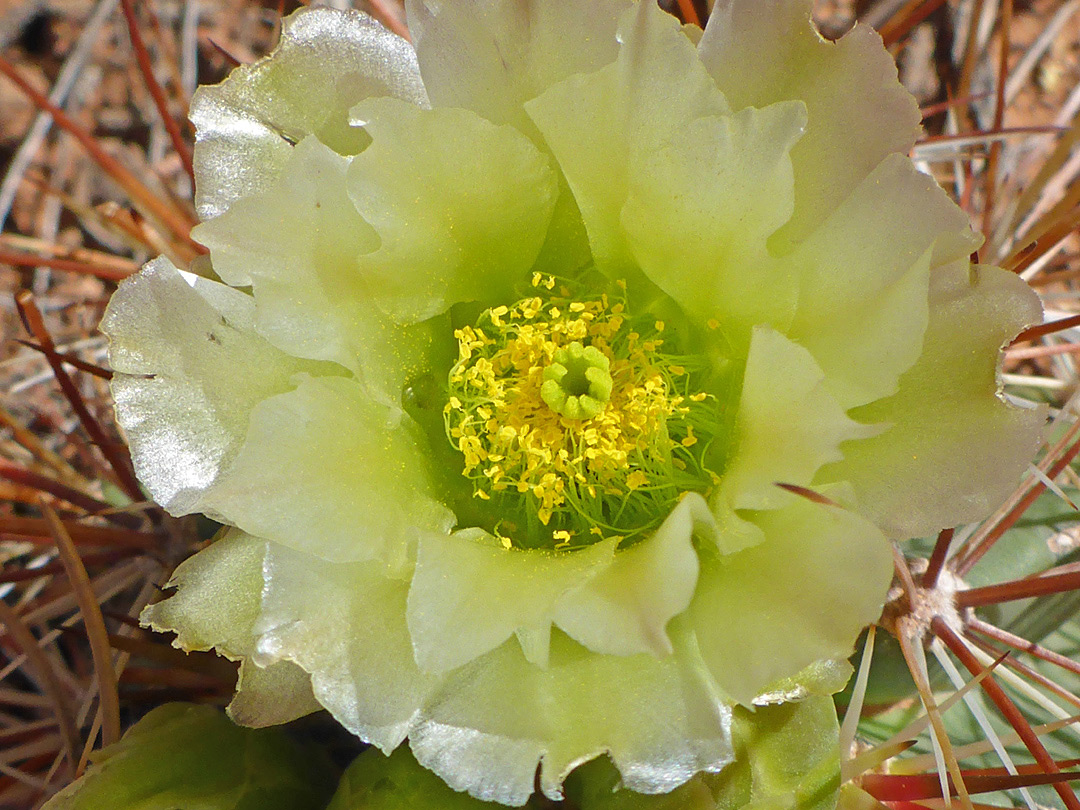 Pale green flower