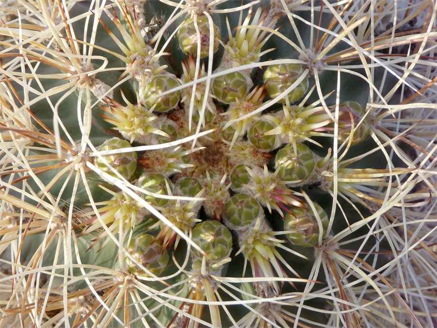 Yellowish buds