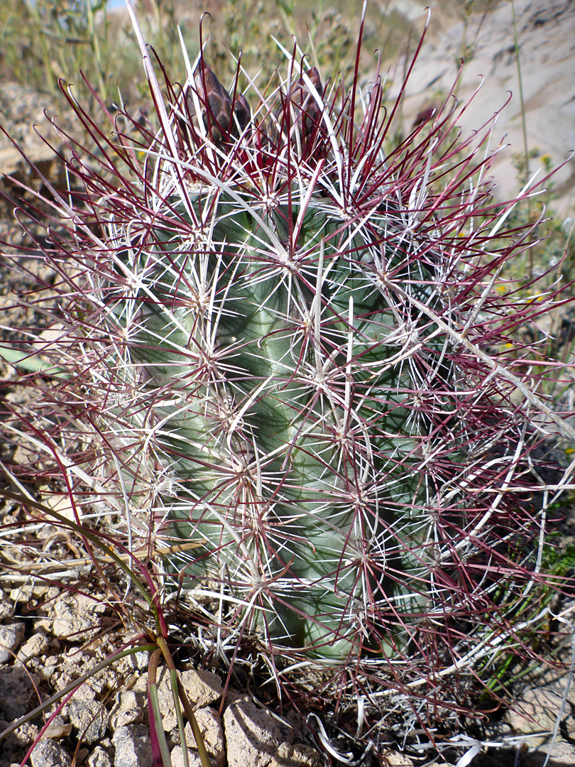 Hooked red spines