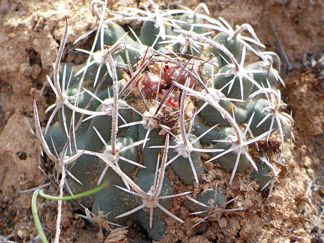 Pronounced tubercles