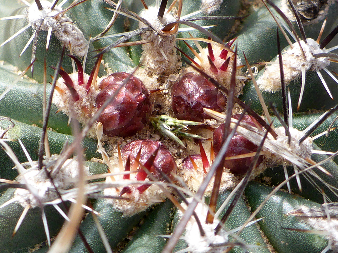 Red buds