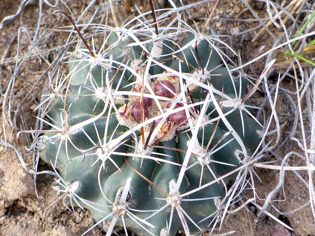White and brown spines
