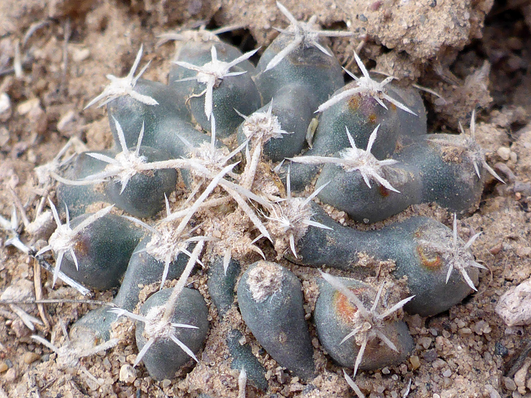 Young plant