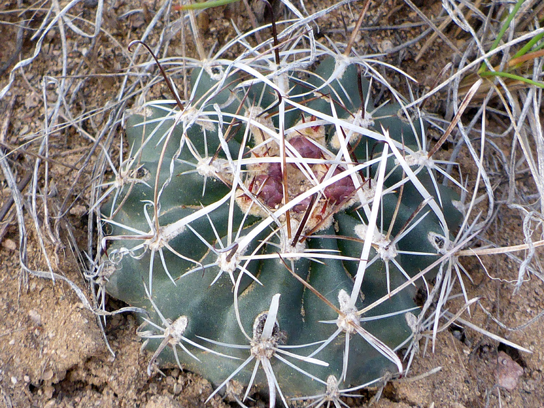 Spherical stem