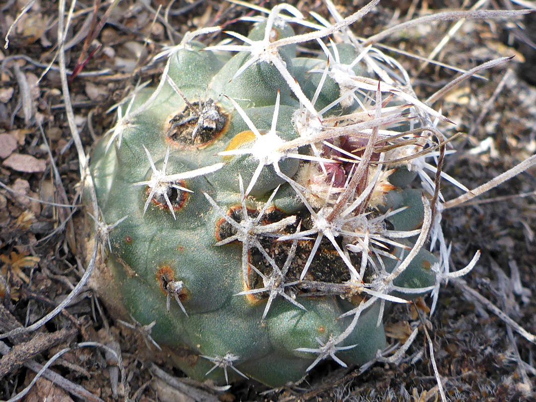 Lightly-spined stem