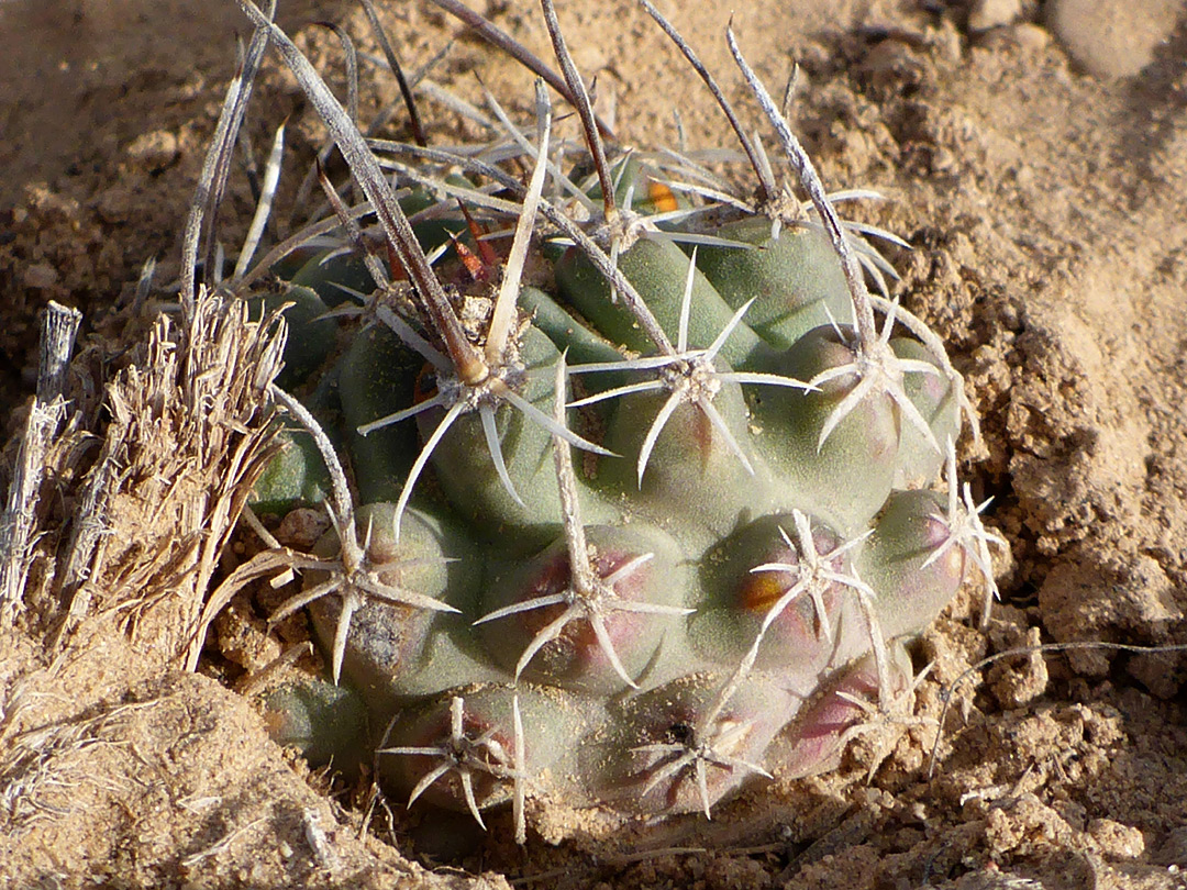 Short radial spines